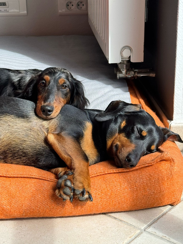 [Image: IMG-20250413-WA0009.jpg]