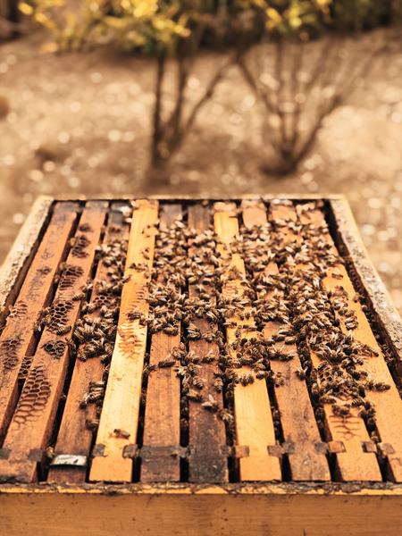 Abejas sobre los marcos de una colmena abierta