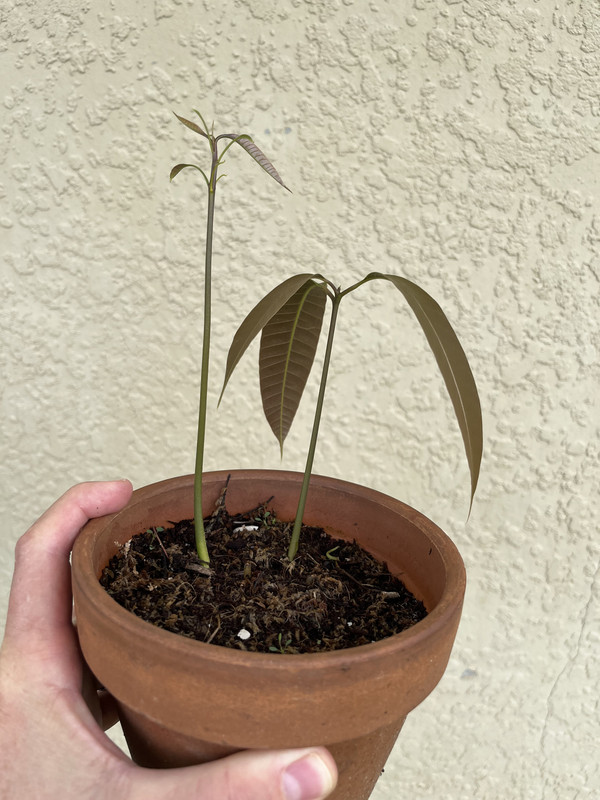 mango