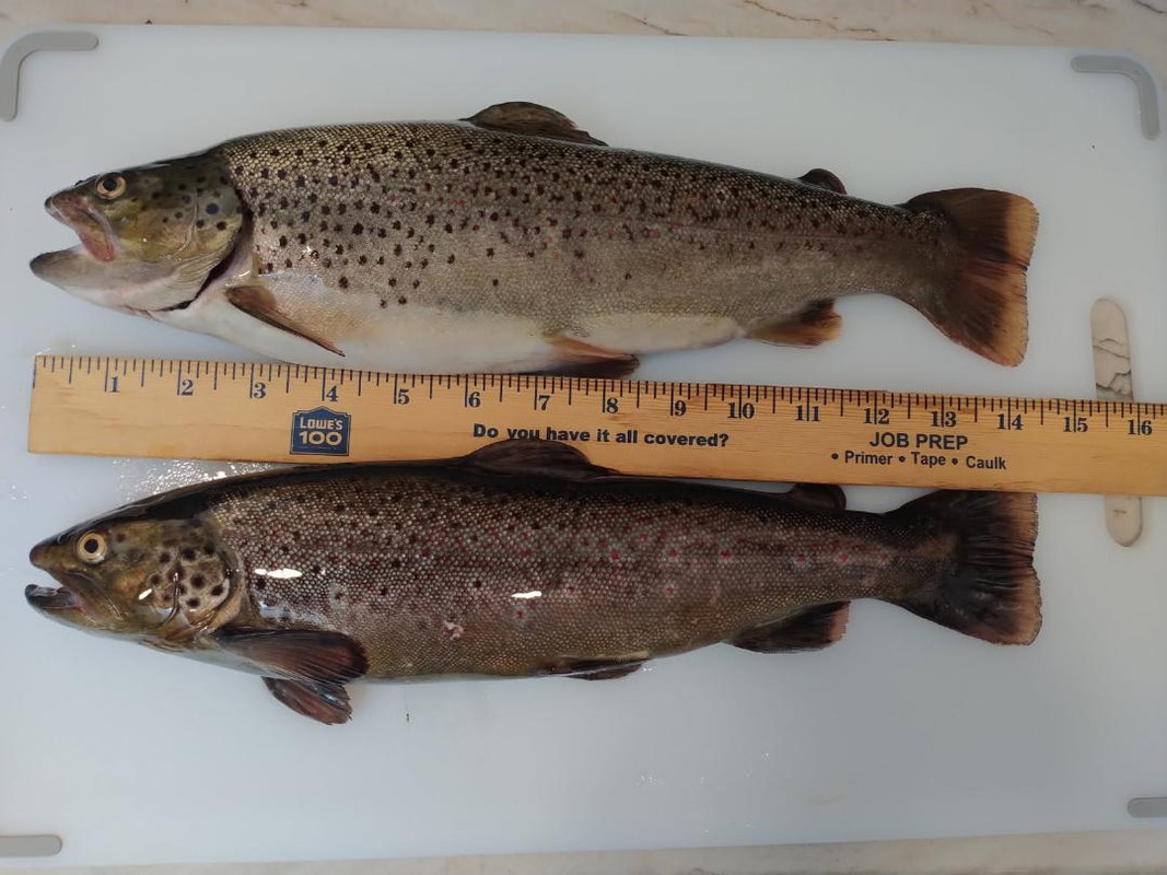thumbnail (1)trout march31