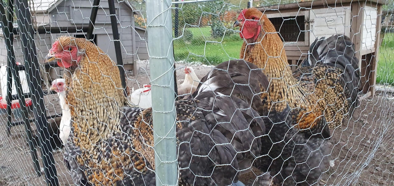 832CCA50-C1E4-417A-A5A7-8E5273C8DB80