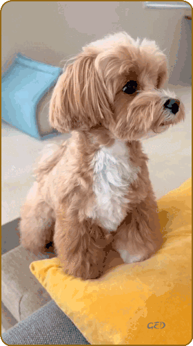 200925-caniche-dodelinant-de-la-t-te