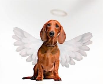 [Image: 96-DEB879-3-F91-49-BB-92-E0-135-B98568760.jpg]