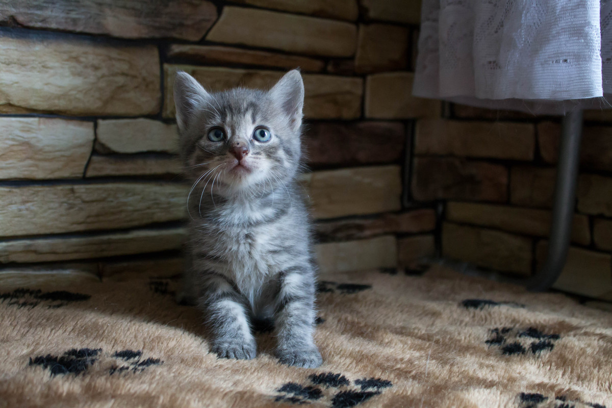 CA0423BF-7BE4-488B-9A7C-70B311A057C8