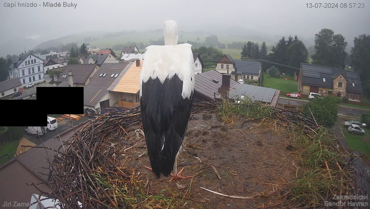 Tiešraides kamera — Mladé Buky — stārķa ligzda 13-58-46 screenshot
