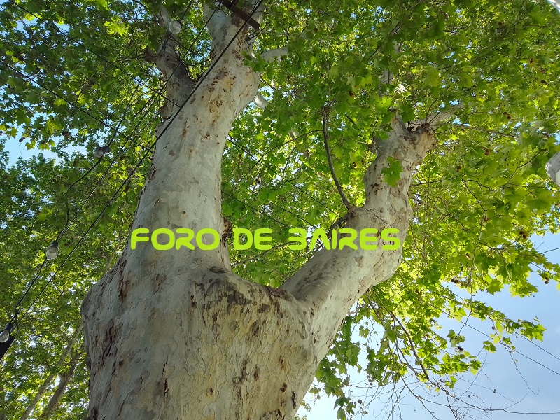 fotoarbolplatano4