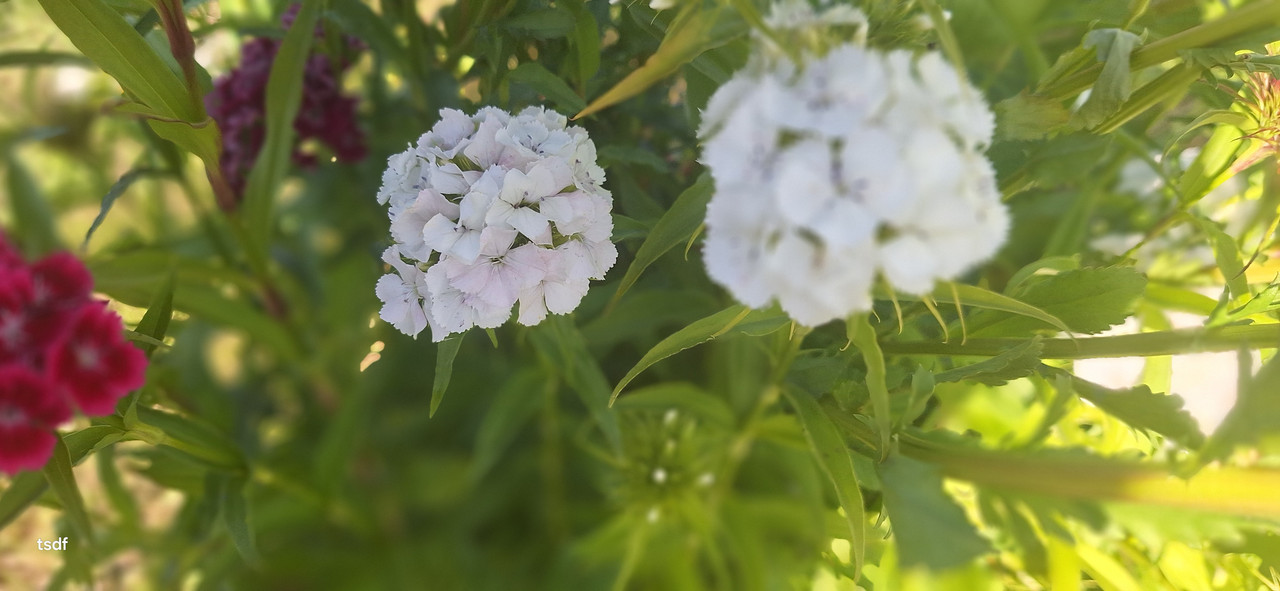 [Image: 20250528-191121.jpg]