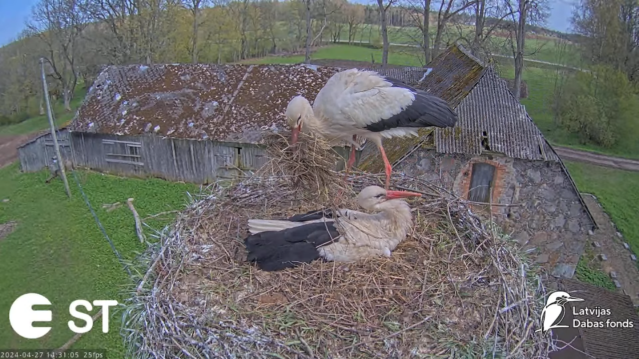 Baltie stārķi (Ciconia ciconia) Tukuma novadā - LDF tiešraide __ White storks in Tukums, Latvia 11-2