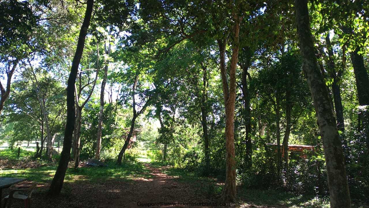 Huertasurbanas_com-guaporeti3.jpeg-20220103_145114Guaporeti