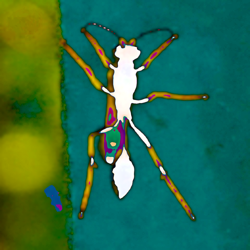 [Image: bug-scaled-posterized-2.png]