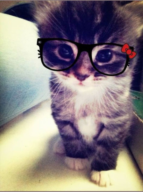 gatinho fofo