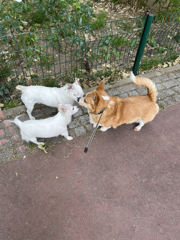 [Image: 923-F31-BA-7-D2-D-4-E13-B5-C7-206-B15-E1-E1-AD.jpg]