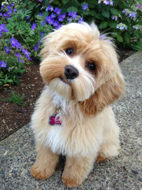 Dog-Maltesemiz4ccd0c151e13008f726fde7.jpg