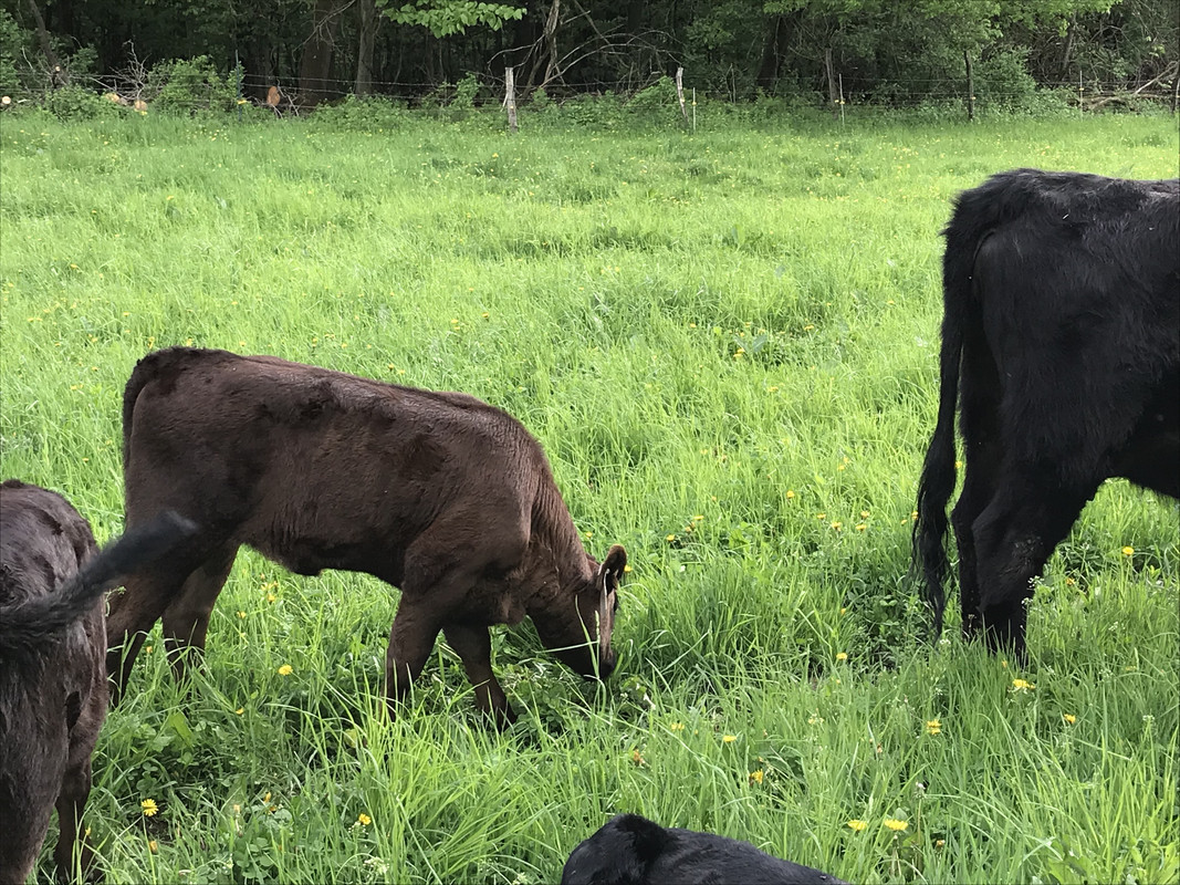 Sunrise calves pic 2_5.21.18 IMG_3044