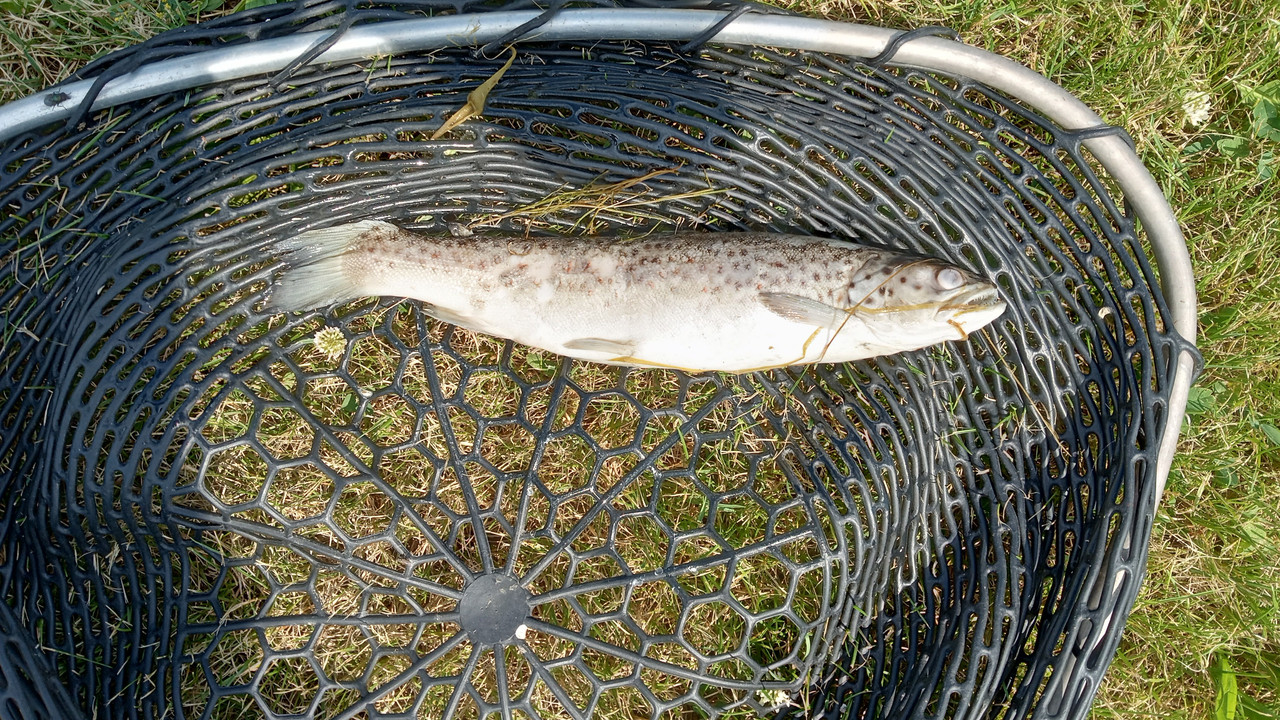 brown trout mort big pond 6:22:24