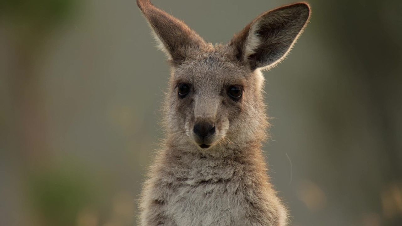 Life Story (2014) - S01E01 - First Steps (1080p BluRay x265 Sile