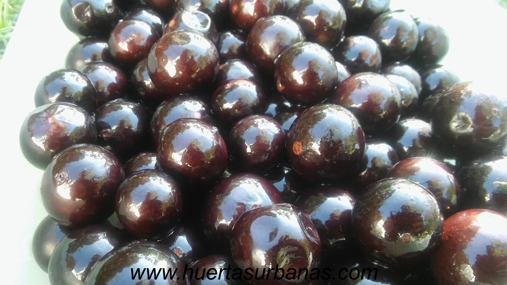 huertasurbanas_com_20181027_085223Jaboticaba_campo_ramon_-5