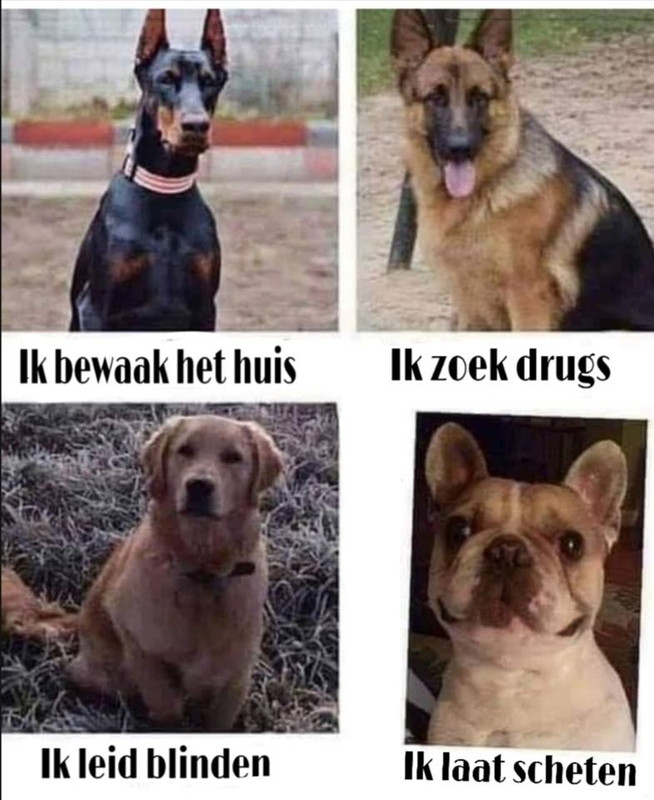 honden.jpg