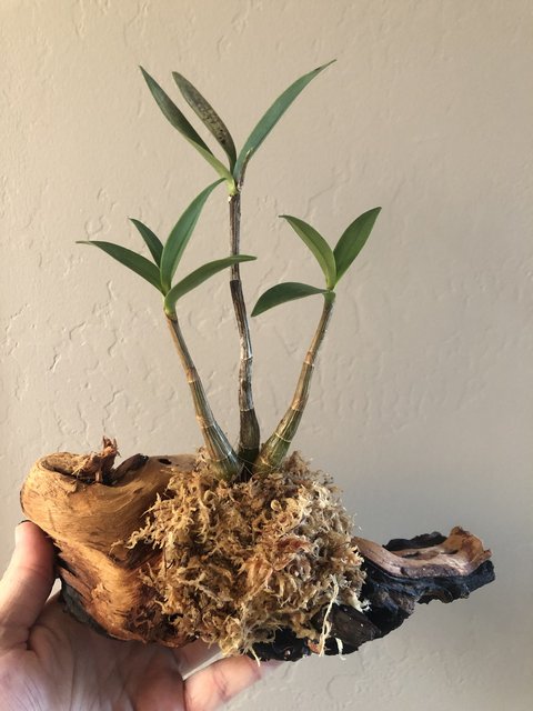 Dendrobium kingianum deals