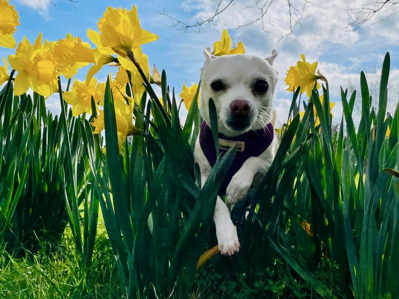 pixie-grass-daffodils.jpg