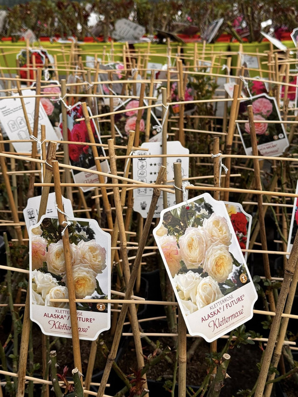 658114262 936645752661845 2560857822624431077 n