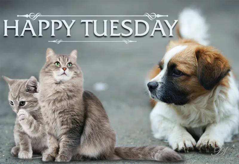 TUESDAY-mardi-18