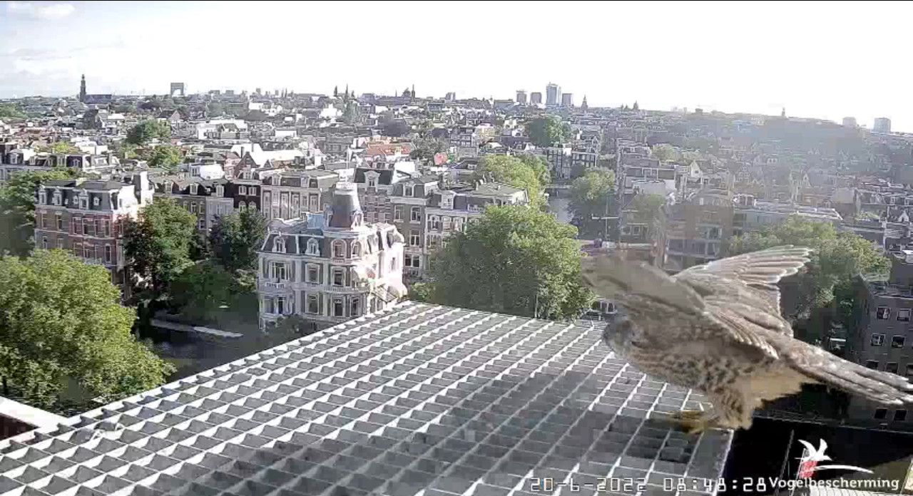 Amsterdam/Rijksmuseum screenshots © Beleef de Lente/Vogelbescherming Nederland - Pagina 29 Video-2022-06-20-090019-Moment