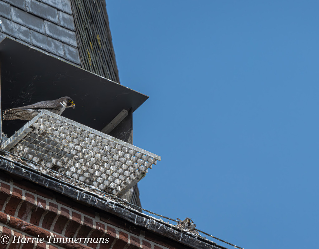 Alphen NBr. M D/J ~ Vrouw geen ringen. 1