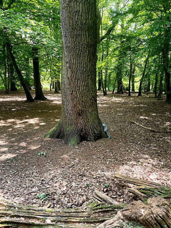 wood-squirrel-HD.jpg