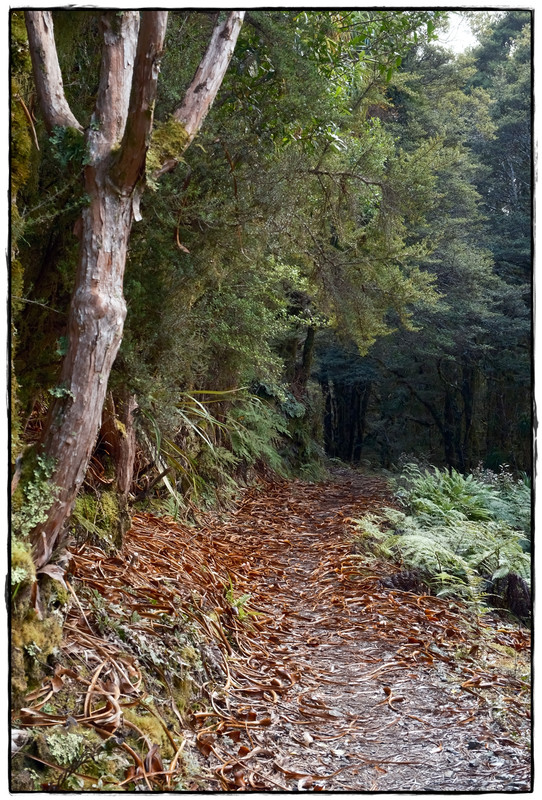 The Old Ghost Road (marzo 2024) - Escapadas y rutas por la Nueva Zelanda menos conocida (19)