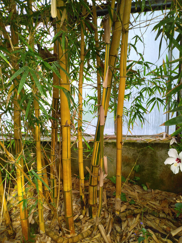 Bambusa ou phyllostachys  (2)