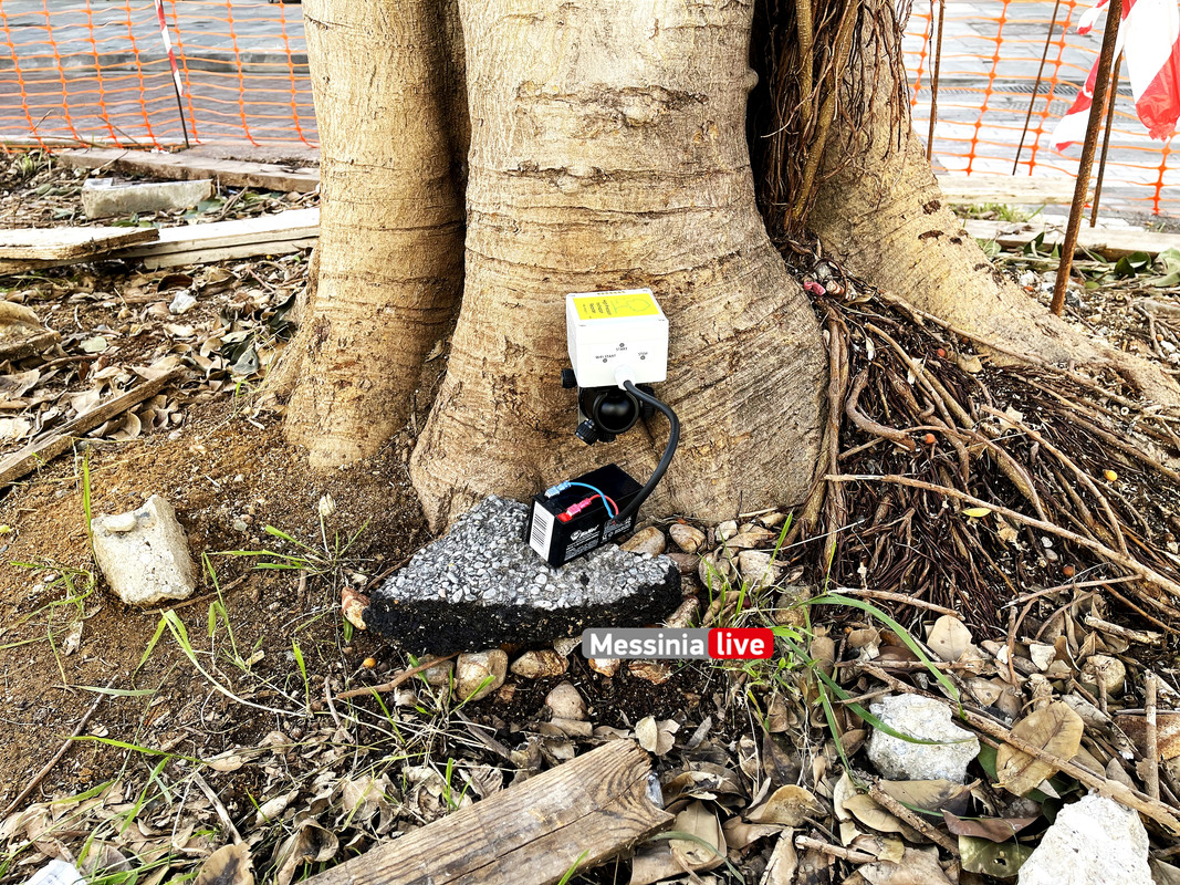 δεντρα 23IMG_8986