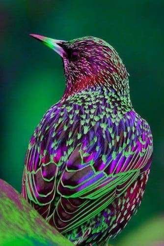 purple-bird.jpg