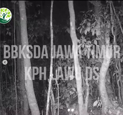 Balai Besar Konservasi Sumber Daya Alam (BBKSDA) Jawa Timur berhasil merekam aktivitas macan tutul di Hutan Lindung KPH Lawu Selatan, Madiun, Jawa Timur.
