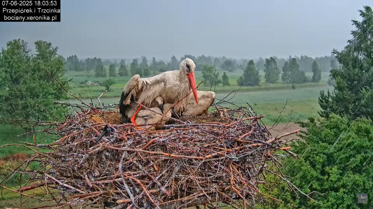 07062025bociany40