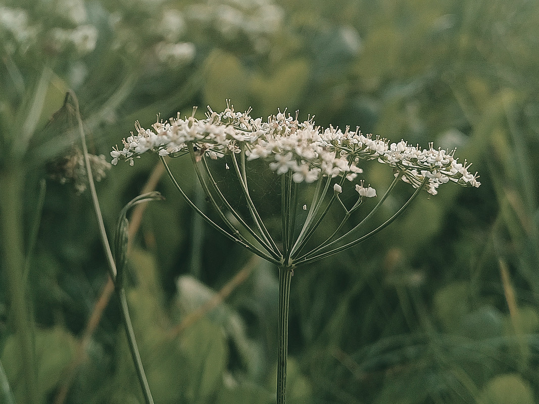 Sirvėtos regioninis parkas