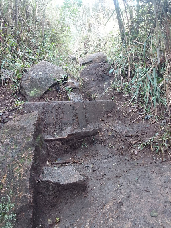 Ciclista em competição de mountain bike em trilha arborizada
