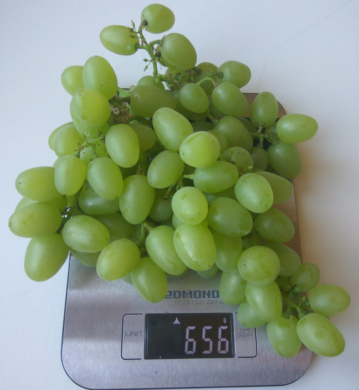 Сеянец Волкова В.А. 10-3-76 фото от 22.08.2018.....