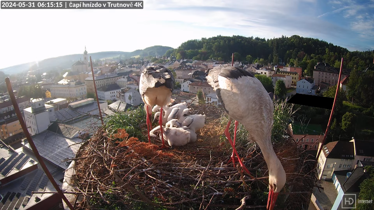 Tiešraidē no stārķa ligzdas uz alus darītavas skursteņa Trutnovā 10-23-34 screenshot