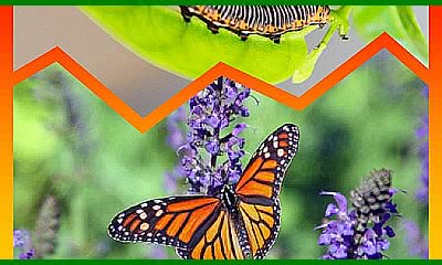 Intensive English Course as a Second Language - Level II (2022-05)