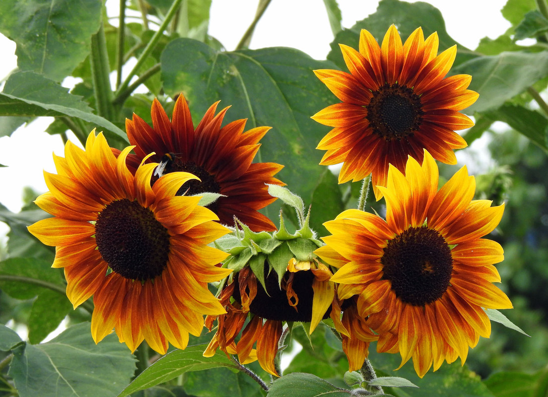 DSCN5185  5.08. działka