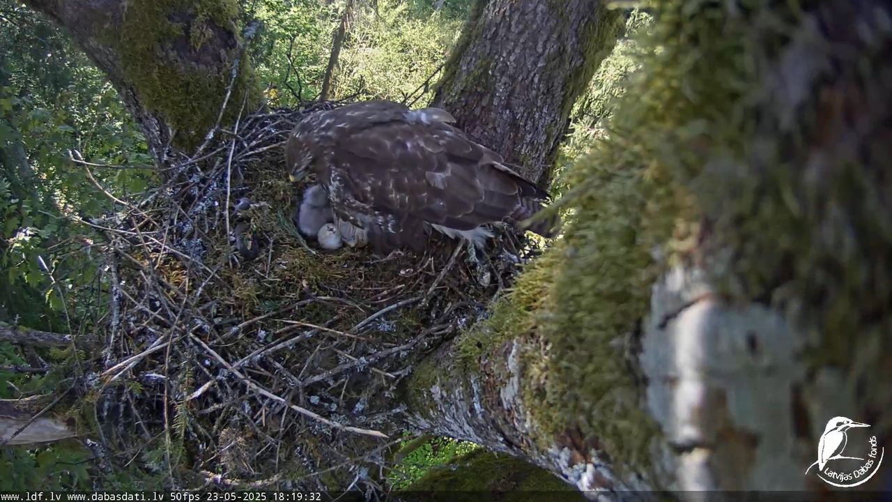 Melnās klijas (Milvus migrans) Kurzemē_ peļu klijāni (Buteo buteo) 13-9-12 screenshot