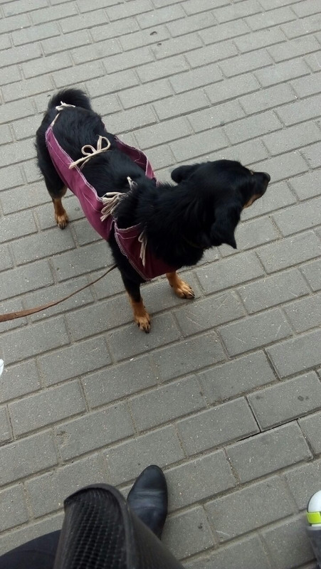 Мэгги стерил1