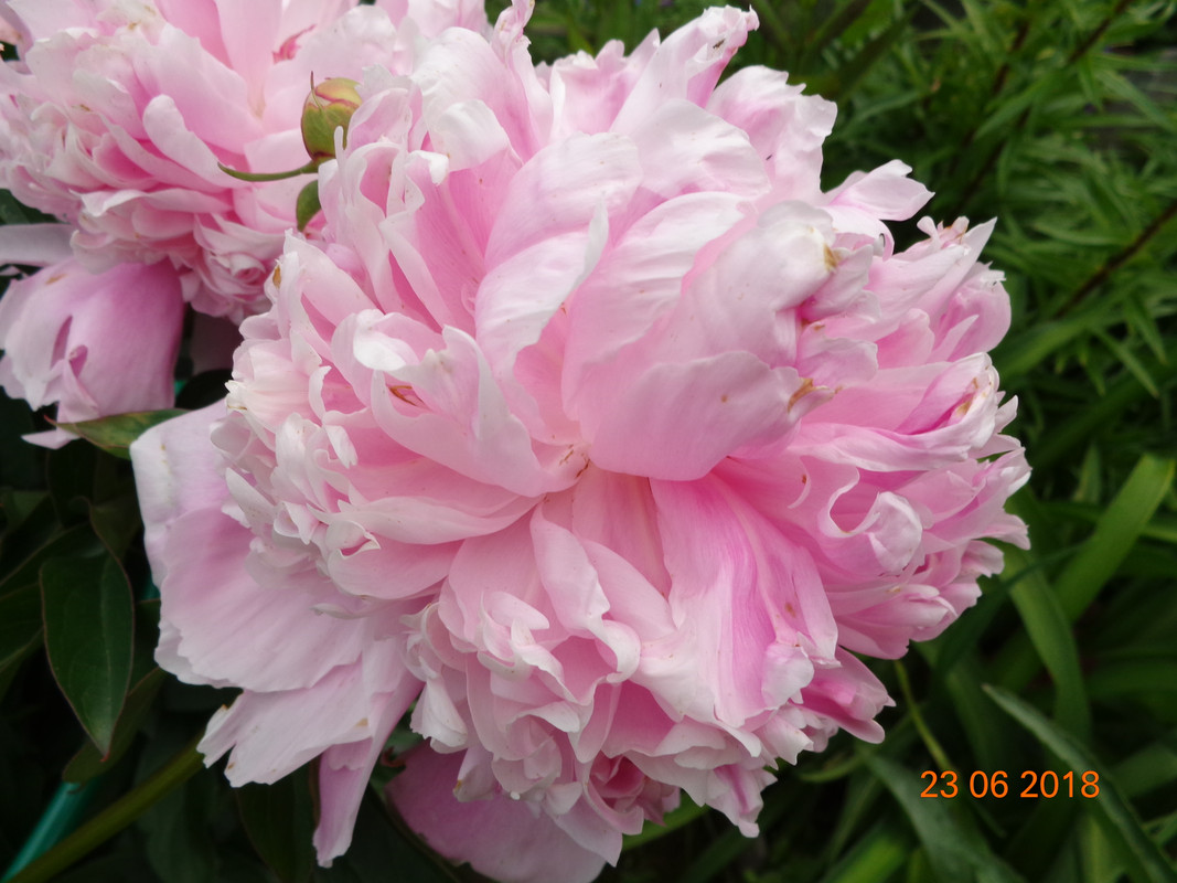 роз кудрявый