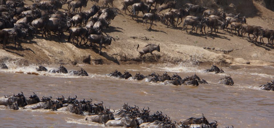 Serengeti migration in Tanzania and Kenya