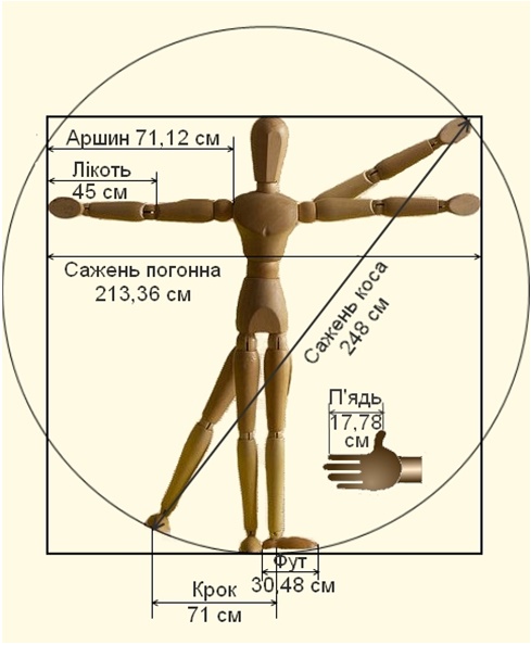 Антропометричне співвідношення довжин