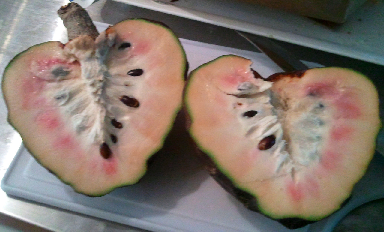 reticulata2