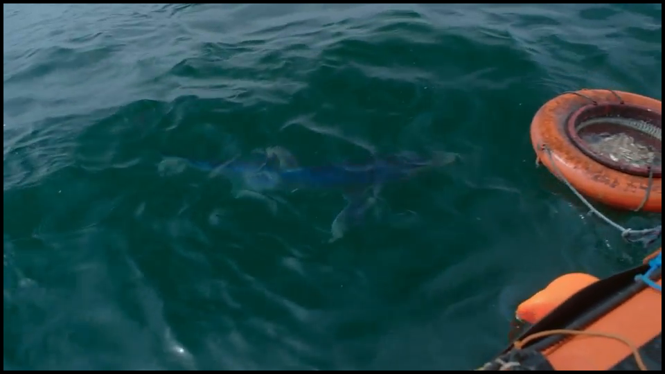 [Image: 2oh67hx3qmii.png]