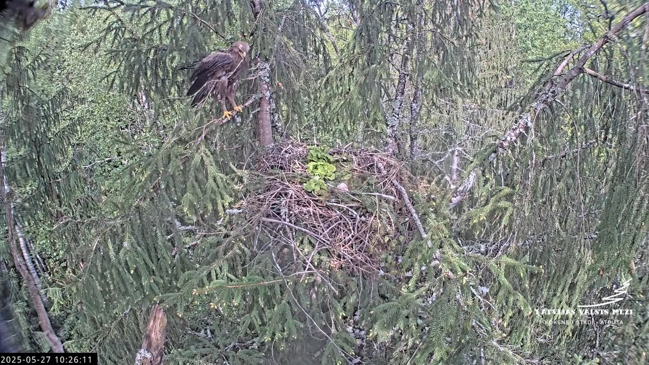 LVM mazais ērglis Lisiņa, egle2 – Lesser Spotted Eagle 11-6-41 screenshot