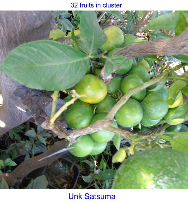 Unk-Satsuma-p3(9-23-21)